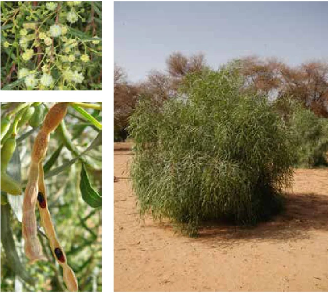 Acacia Ampliceps — photo 1