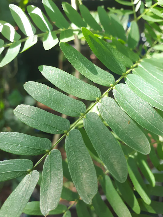 Acacia Victoriae — photo 3
