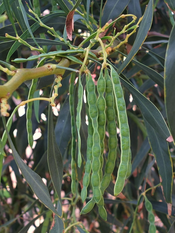 Acacia Saligna — photo 2