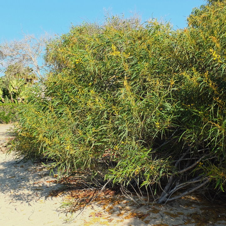 Acacia Saligna — photo 1