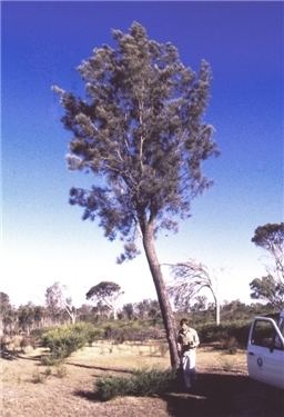 Casuarina Obesa — photo 2