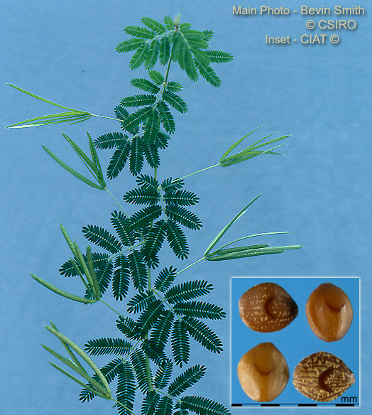 Desmanthus — photo 2
