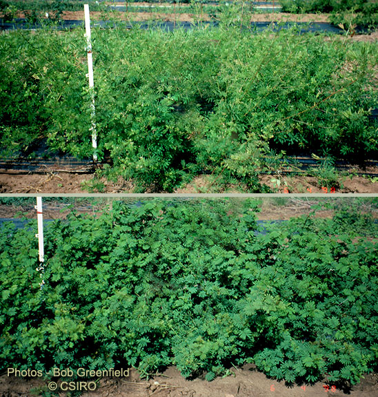 Desmanthus — photo 4