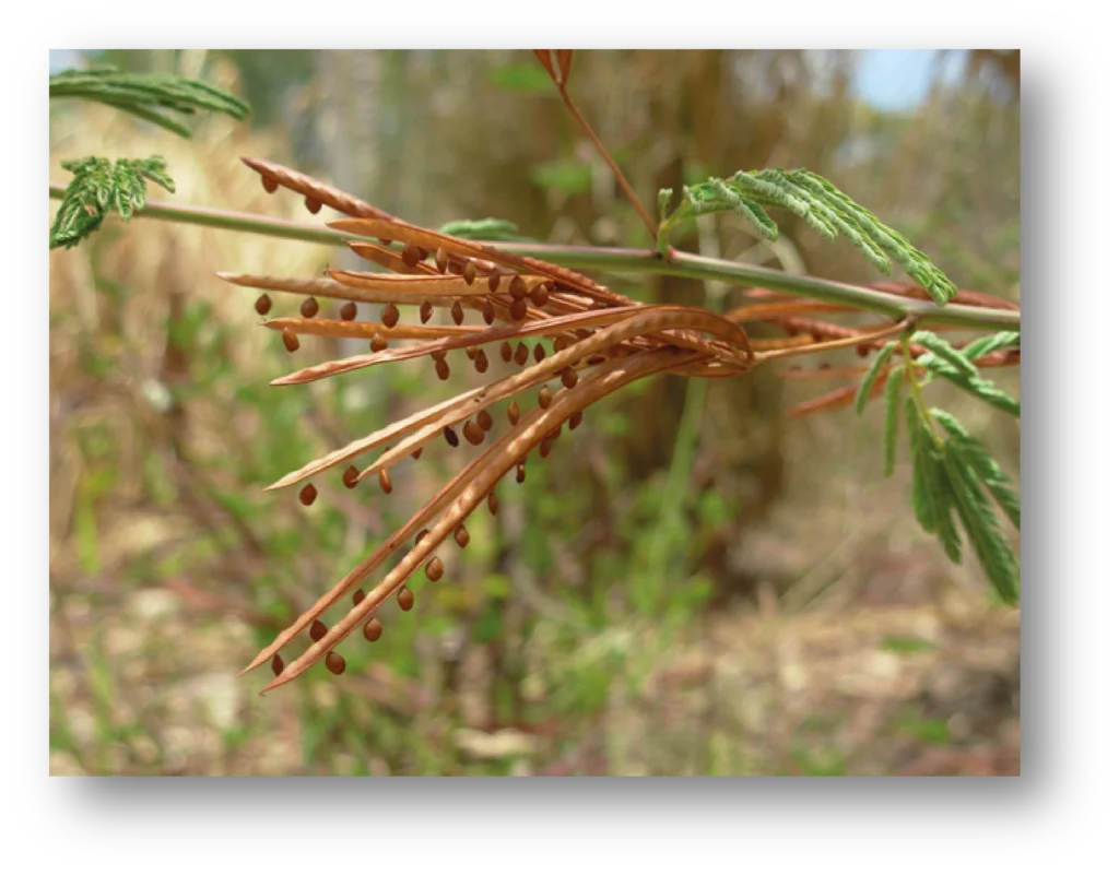 Desmanthus — photo 5